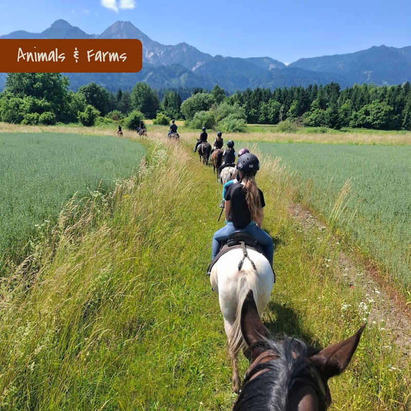 Group trail ride on horseback on meadow path with view of mountains in Carinthia, Austria.